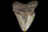 Bargain, Megalodon Tooth - North Carolina #83954-1